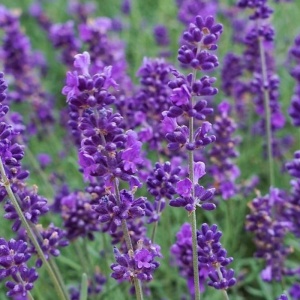 Levantica (Lavandula angustifolia Spear Blue)