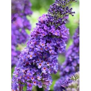 Liliac de vara albastru (Buddleja dav. Empire Blue) - Img 1