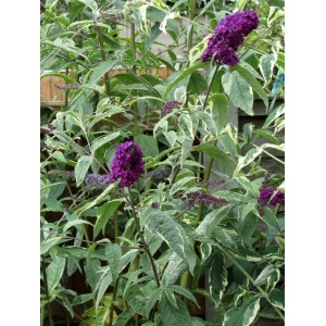 Liliac de vara (Buddleja dav. Harlequin) - Img 2