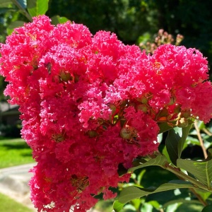Liliac indian (Lagerstroemia ind. 'Coccinea ) - Img 2