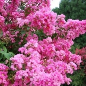 Liliac indian (Lagerstroemia Seaburn) - Img 2