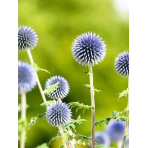 Maciuca ciobanului (Echinops bannaticus Blue Globe)