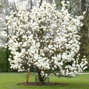 Magnolia alba Superba (Magnolia soul. Alba Superba) - Img 3
