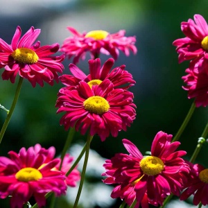 Margarete rosii (Tanacetum Robins red) - Img 3