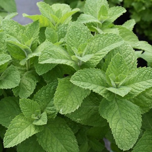 Menta cu aroma de mar (Mentha Apple Mint) - Img 3