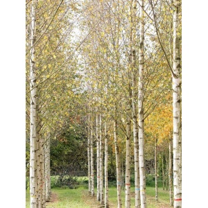 Mesteacan (Betula pendula) 30-50 cm - Img 1