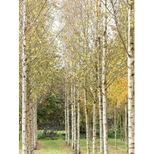 Mesteacan (Betula pendula) 30-50 cm - Img 2