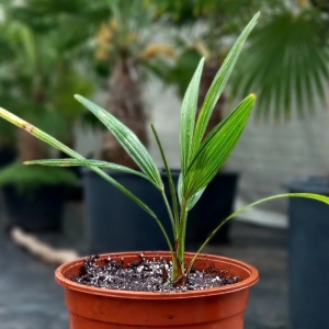 Palmier rezistent la ger (Trachycarpus fortunei) - Img 3