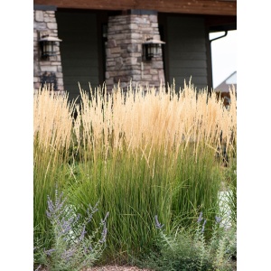 Pene de stuf, iarba decorativa (Calamagrostis acut. Karl Foerster) ghiveci 3 l