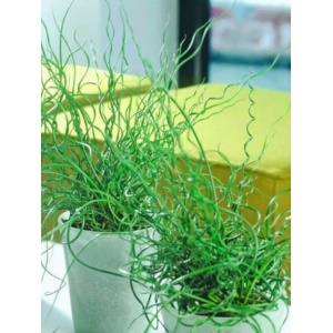 Pipirig spiralat, iarba creata (Juncus effusus Spiralis) - Img 1