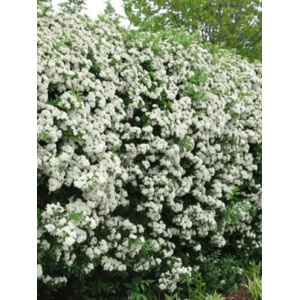 Piracanta galbena (Pyracantha Golden Charmer) - Img 2