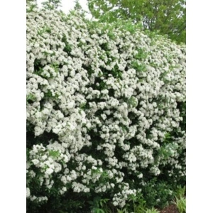 Piracanta galbena (Pyracantha Golden Charmer) - Img 2