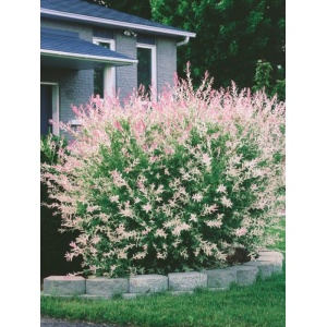 Salcie japoneza (Salix integra Hakuro Nishiki) - Img 1