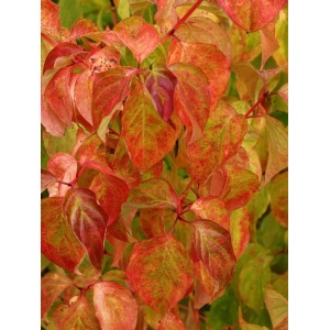 Sanger decorativ (Cornus sanguinea Winter Beauty) - Img 2