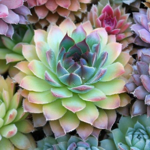 Sempervivum hybridum Mix - Img 3