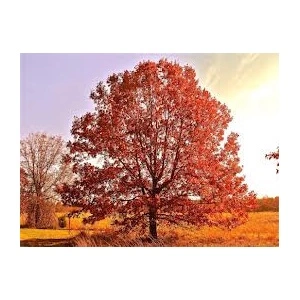Stejar rosu (Quercus rubra) 25-40 cm