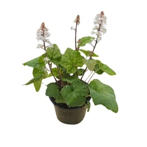 Tiarela (Tiarella wherryi white)
