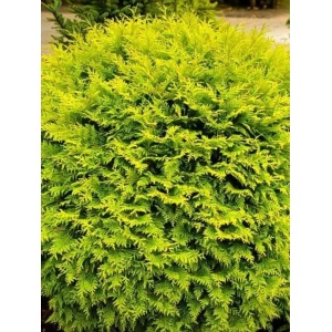 Tuia glob galbena (Thuja occ. Golden Globe) - Img 1
