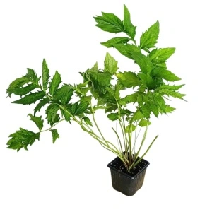 Valeriana (Valeriana officinalis)
