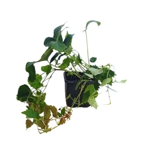 Vita japoneza (Parthenocissus tricuspidata Veitchii)