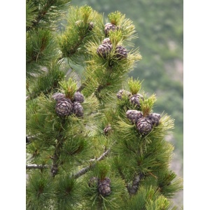 Zambru (Pinus cembra) - Img 1