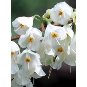 Arbore de ghiocei (Halesia carolina) - Img 1