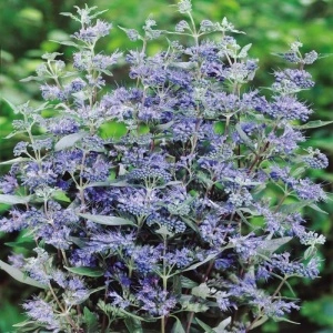 Barbă albastră (Caryopteris cland heavenly blue) - Img 4