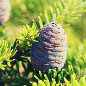 Brad corean (Abies koreana) ghiveci - Img 3