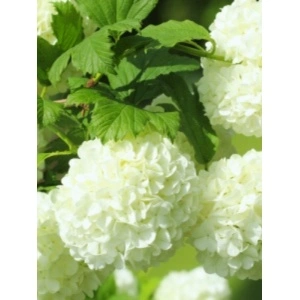 Bulgăraș de zăpadă (Viburnum opulus Roseum) - Img 2
