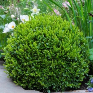 Buxus (Buxus sem. Faulkner) 5-10 cm - Img 3