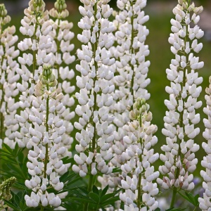Cafelute albe (Lupinus p . Legendary white shades)