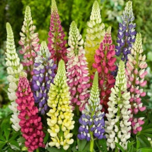 Cafelute mix (Lupinus Legend mixed) P9 - Img 2