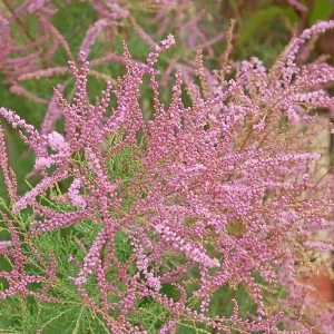 Catina rosie (Tamarix ramossisima)