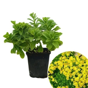 Covoras stancarie (Sedum selskianum)