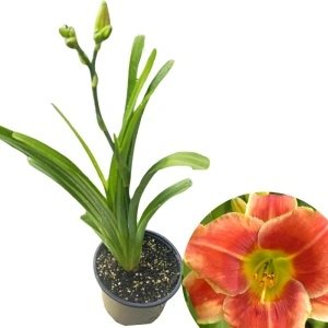 Crin de o zi (Hemerocallis Fire and Fog)