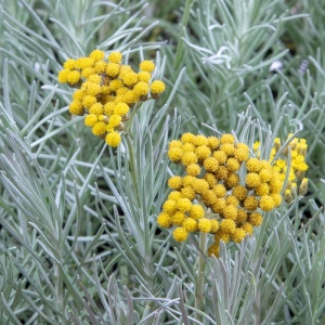 Curry (Helichrysum compact) - Img 2