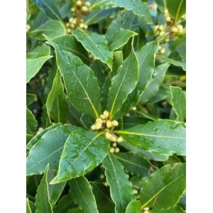 Dafin (Laurus nobilis) - Img 2