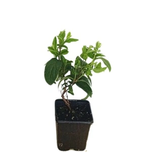 Deutzia roz (Deutzia hybrida Strawberry Fields)