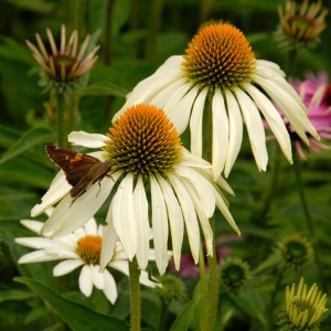 Echinaceea albă (Echinacea purpurea White-Swan) - Img 2