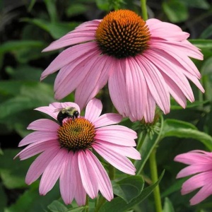 Echinaceea roz (Echinacea magnus) - Img 3