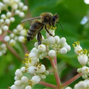 Evodia (Euodia hupehensis) - Img 2