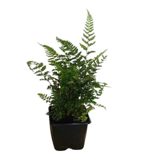 Feriga japoneza (Athyrium niponicum 'Burgundy Lace')