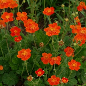 Geum (Geum c tosai orange) - Img 2