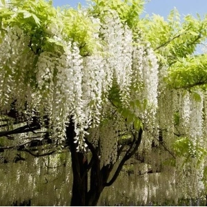 Glicina (Wisteria Brach. Shiro Kaitan) - Img 2