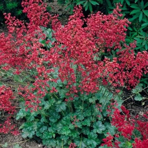Heuchera sanguinea Ruby bells