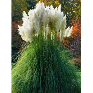 Iarba de pampas alba (Cortaderia s. White Plume)