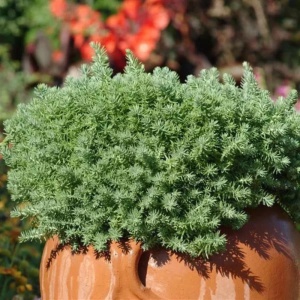 Iarbă de soaldina (Sedum reflexum) - Img 4