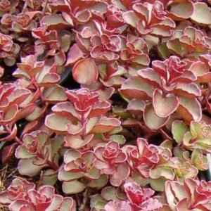 Iarba de soaldina (Sedum spurium Purpur Winter) - Img 4