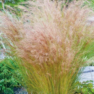 Iarba ornamentală (Stipa tenuissima Pony Tail) - Img 4