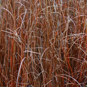 Iarba rosie (Carex buchananii Red Rooster) - Img 4